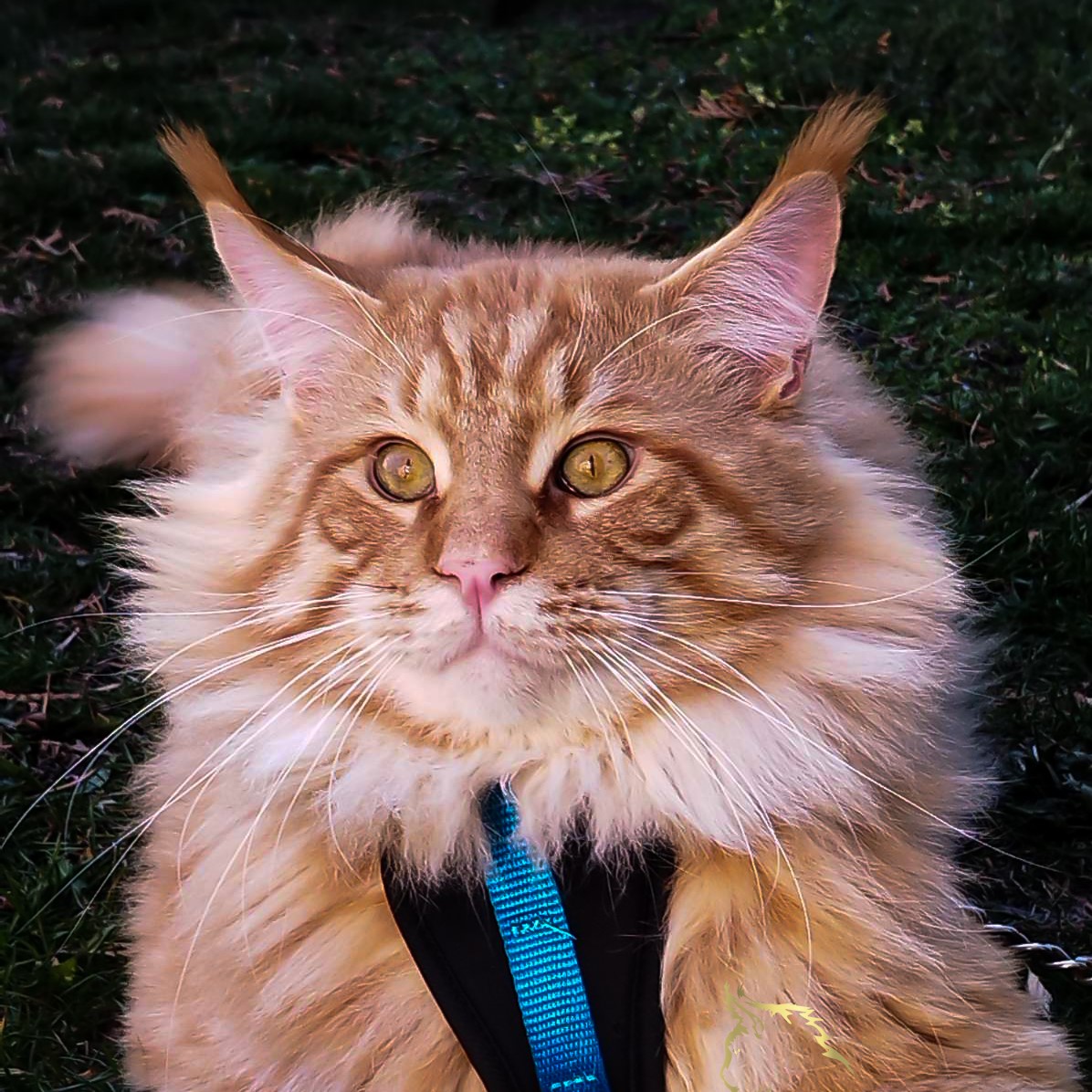 CH. Sunny Pride Koda